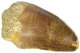 Fossil Mosasaur (Thalassotitan) Tooth - Feeding Worn Tip #364162-1